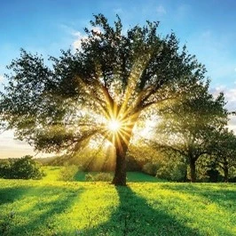 Reinigung nach Todesfall und Tatortreinigung